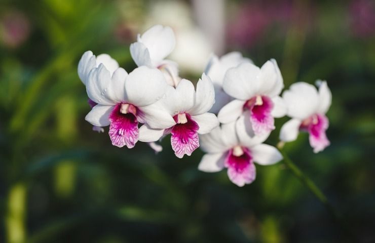 Orchidea bianca luce illuminazione