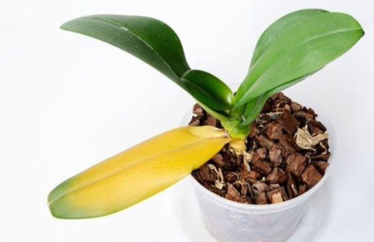 foglia gialla malattia orchidea