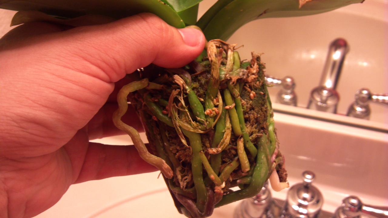 orchidea con muffa e funghi rimedi