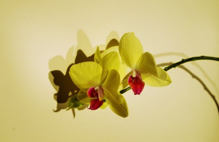 orchidea gialla cura