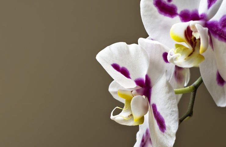 Orchidee foglie secche rimedi 