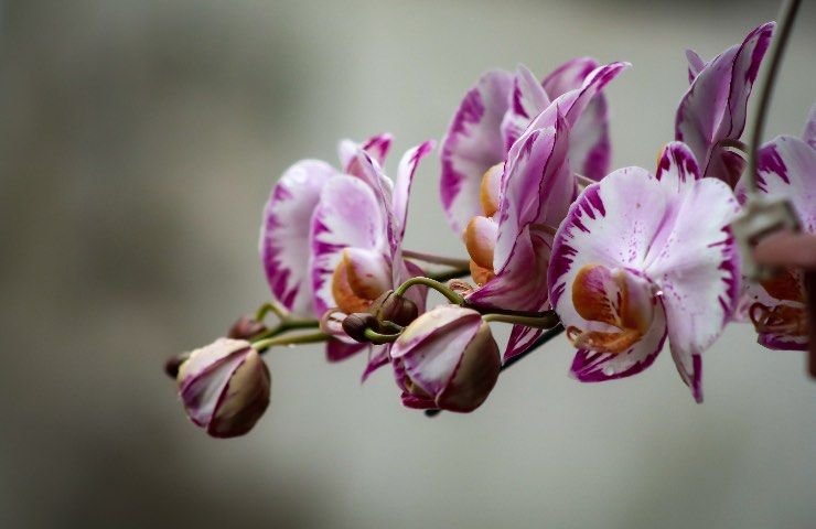orchidea variegata cura