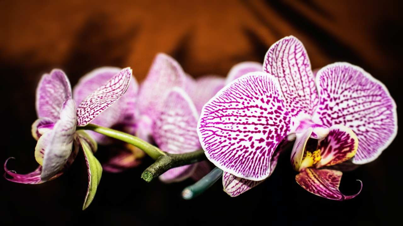 orchidea viola e bianca parassiti