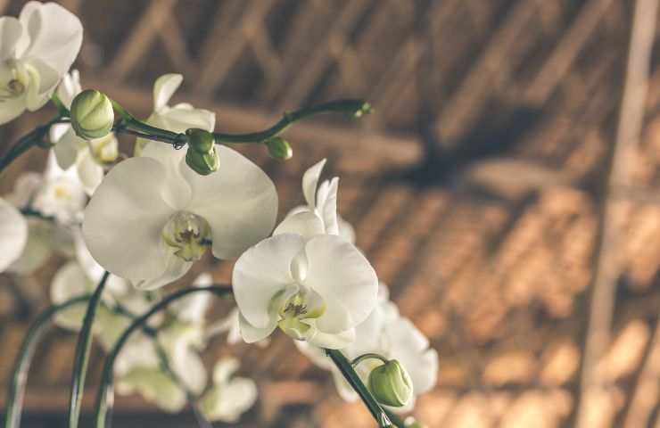 orchidea bianca umidità