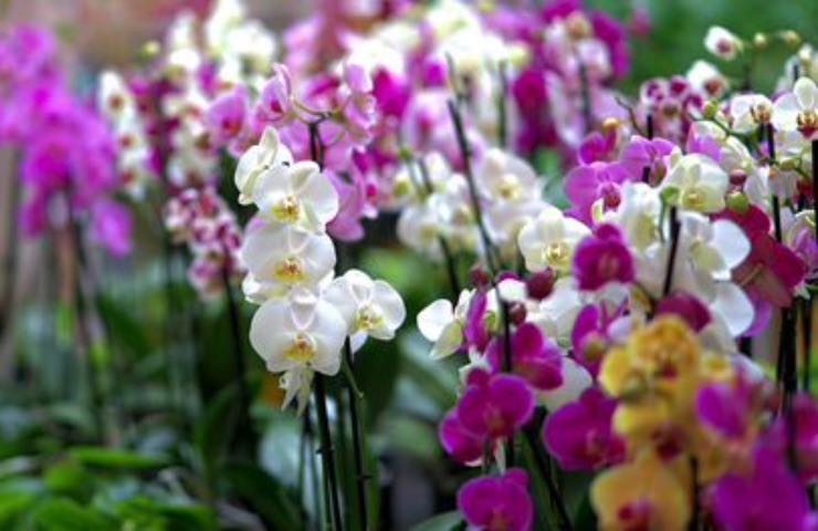 orchidee fiori colorati malattia