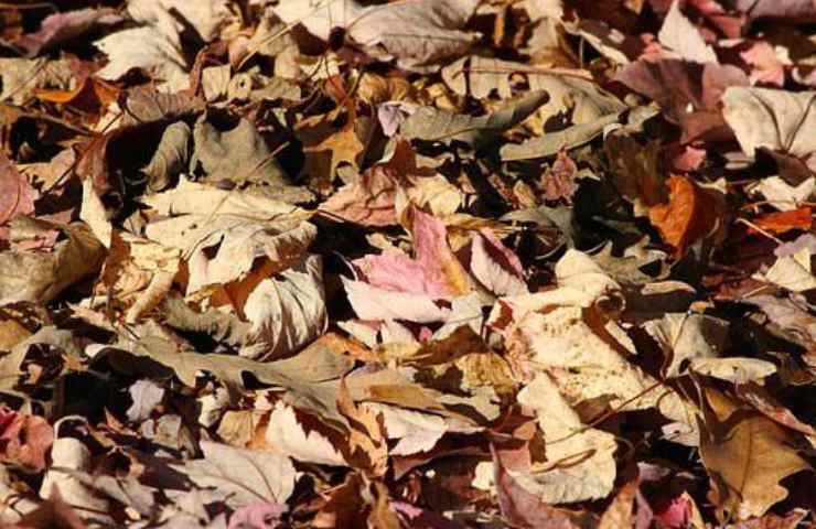 foglie secche pacciamatura