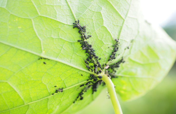 infestazione cocciniglia parassiti neri