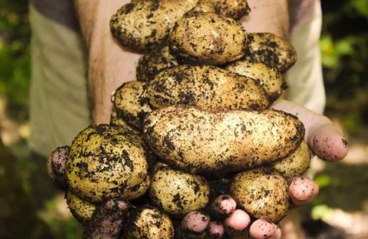 patate terreno coltivazione