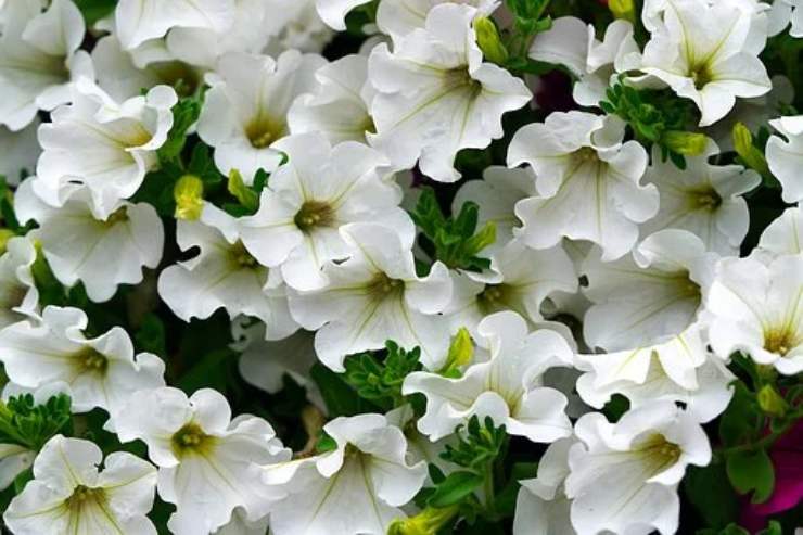 petunia fiori bianchi