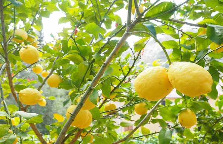 pianta limone gialla rimedi 