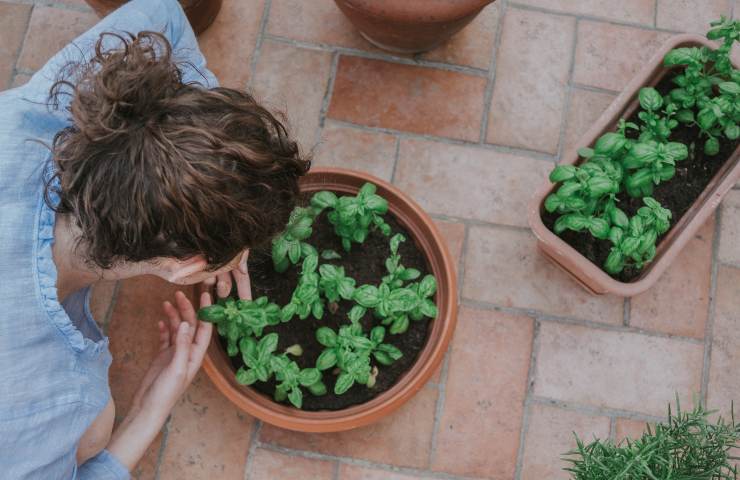 semina basilico coltivazione