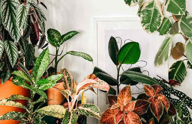 piante foglie appartamento benefici