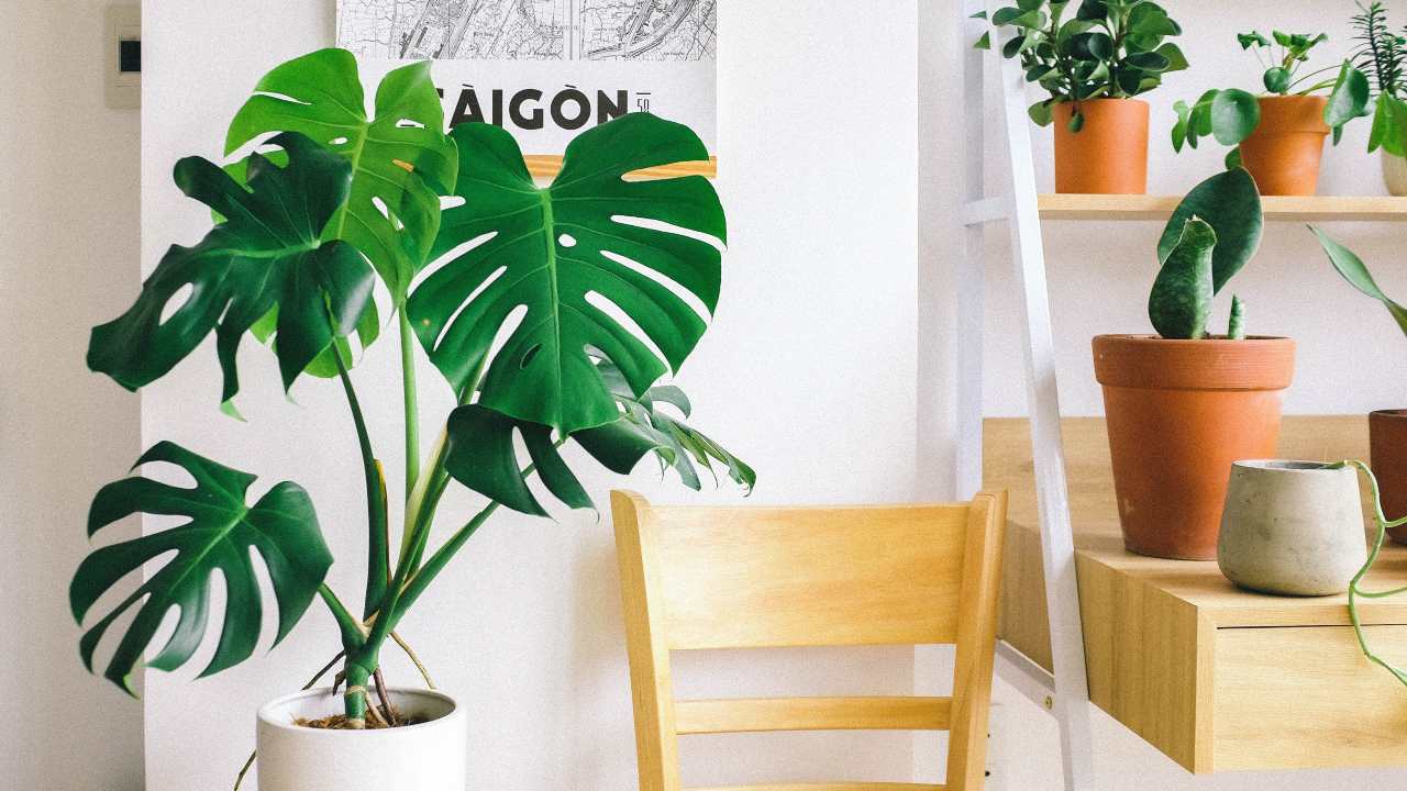 pianta verde sedia piante interno