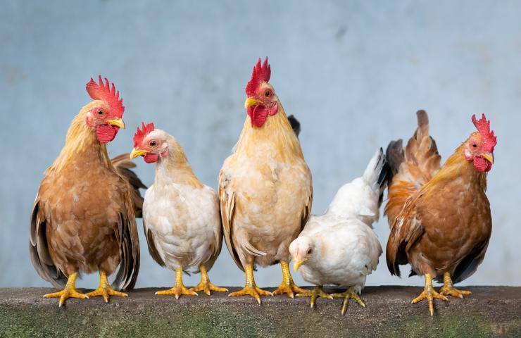 metodi allevamento pulcini galline