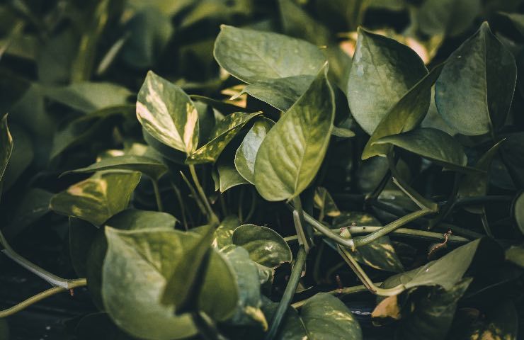 foglie verdi pothos cura