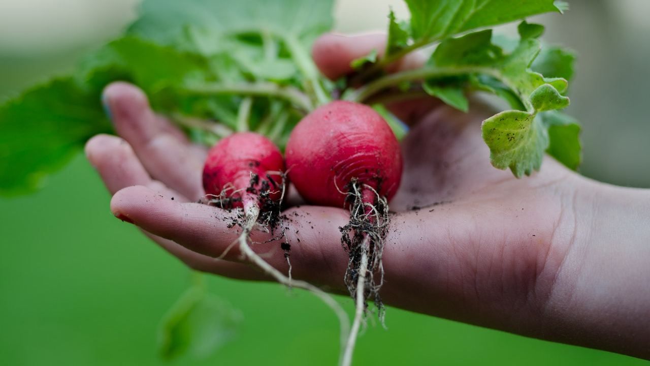 raccolta ravanelli semina consigli