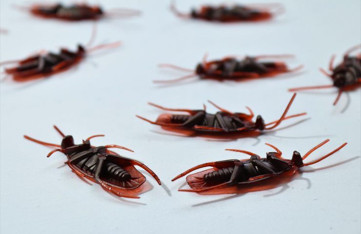 scarafaggi morti rimedi 