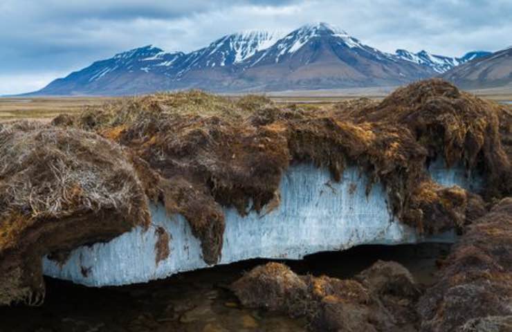 permafrost ghiaccio erba organismi