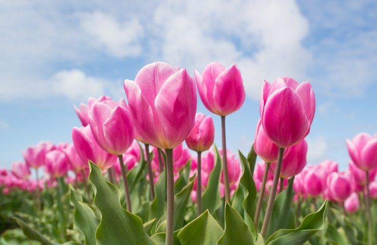 aiuole giardinaggio tulipani 