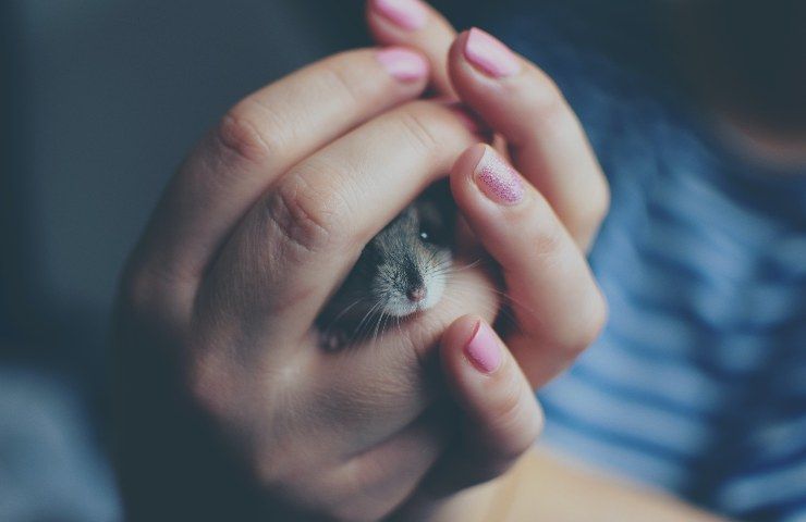 Adottare criceti cani laboratorio