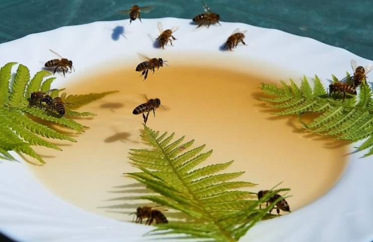 insetti sul cibo contaminazione