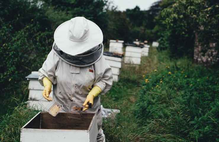 Apicoltore api in casa 