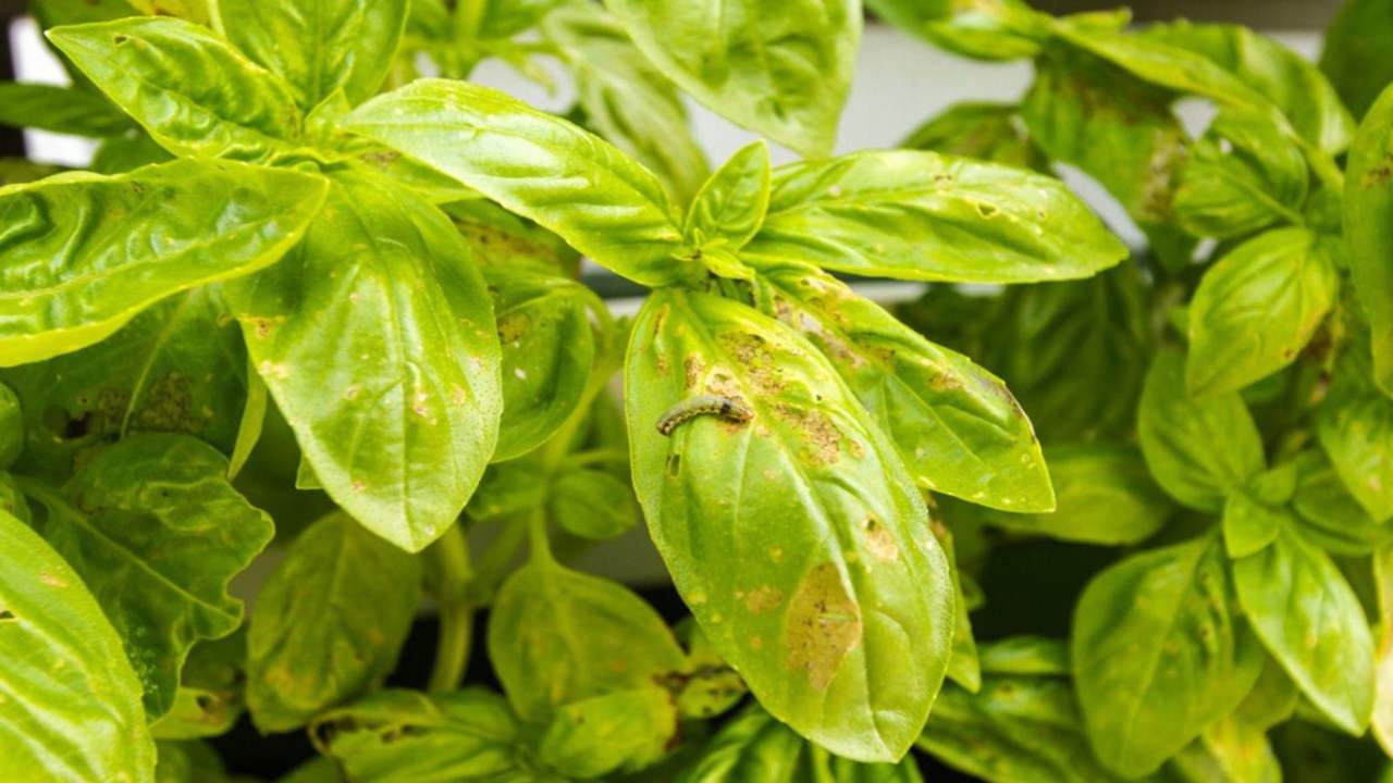 Basilico ingiallito rimedi