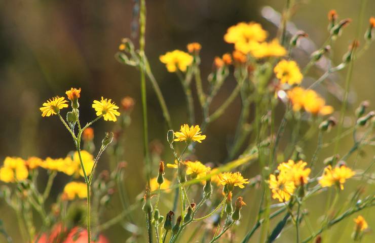 Benefici pianta pilosella