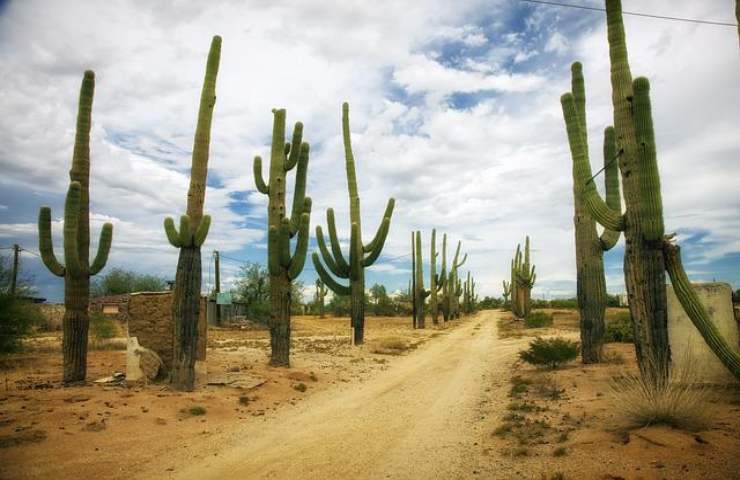 Cactus estinzione scambiamento climatico