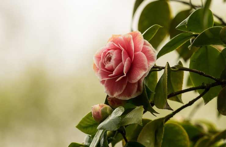 Camelia pianta coltivazione ottimale 