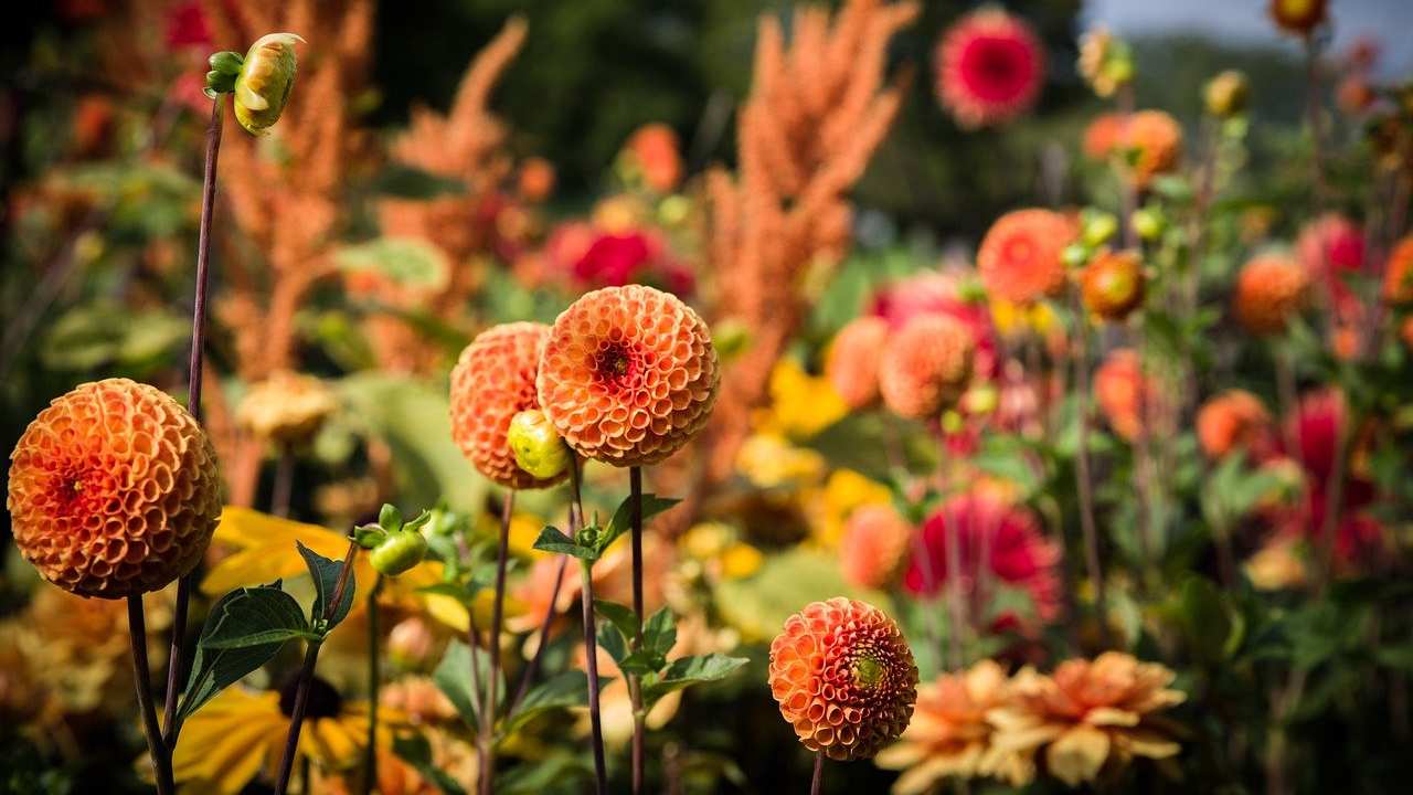 coltivare Dalia consigli esperti