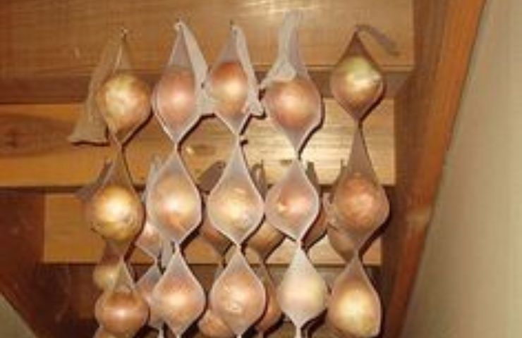 Come conservare cipolle