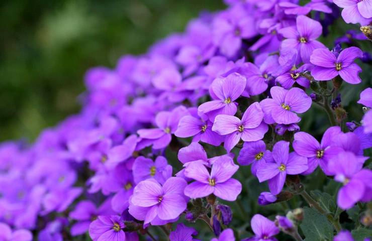 infuso violette benefici