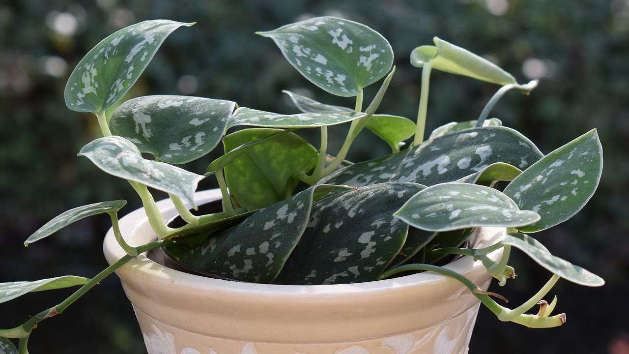 pianta doccia ambienti umidi