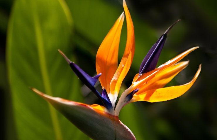 coltivare fiore Strelitzia