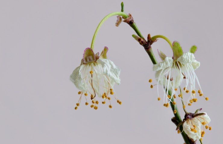 Fiori appassiti cura ruggine