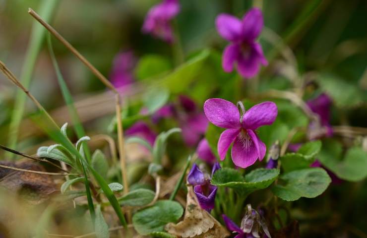 rimedio naturale sciroppo violette