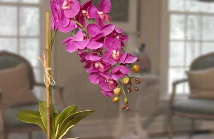 Foglie orchidea verticali