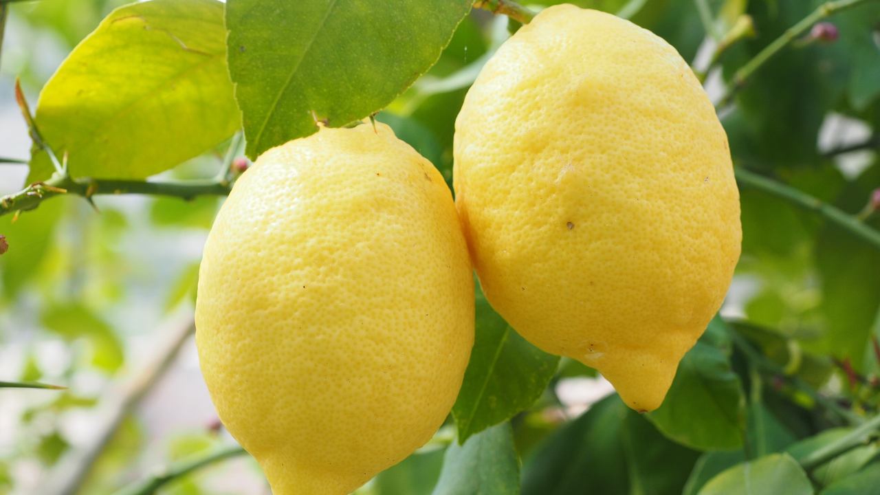 Frutti limone cadono motivo
