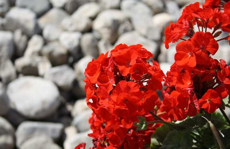 Geranio rosso coltivazione primaverile 