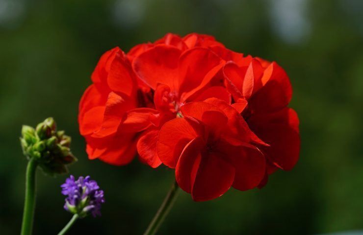 Olio essenziale geranio cosa sapere