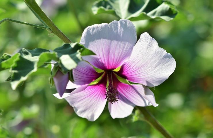 rimedi naturali dolori