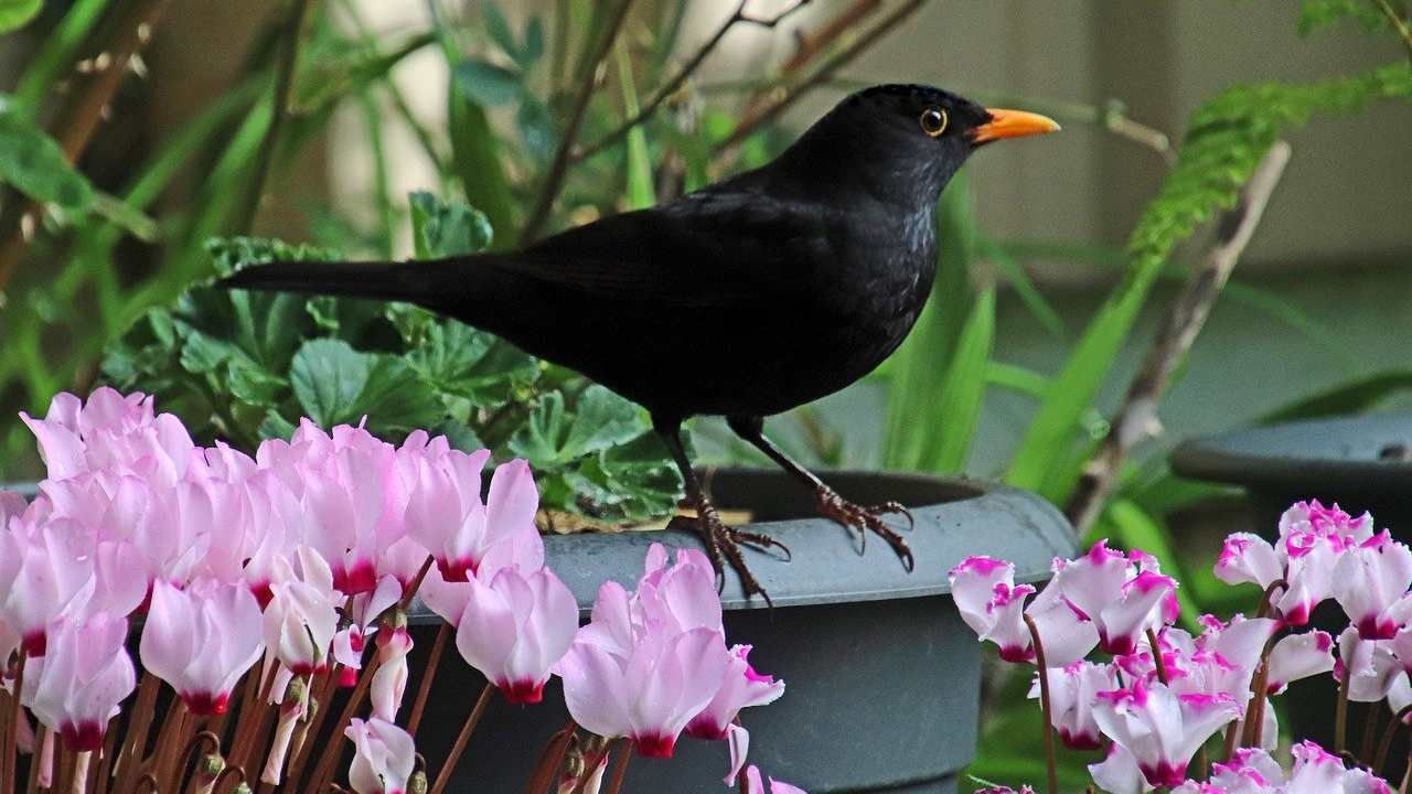 trucco allontanare uccelli vasi