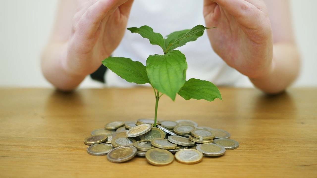 pianta portafortuna soldi