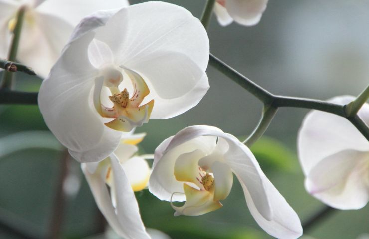 Orchidea forte consigli