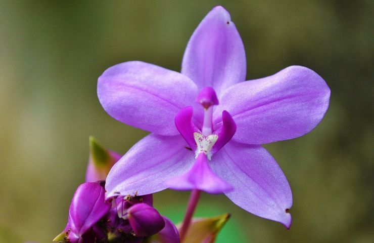 tagliare steli orchidea conseguenze
