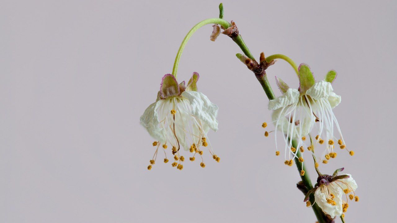 Piante appassite rimedio chiodi