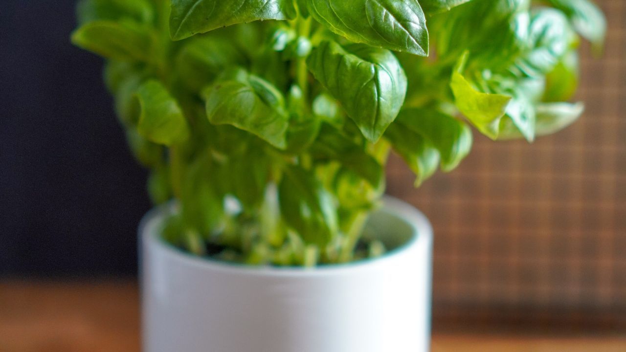 basilico fresco vaso