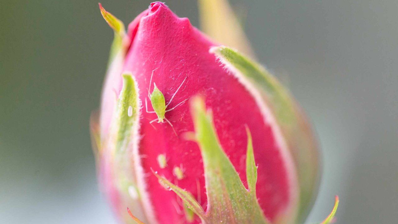 Pidocchi piante rimedi economici