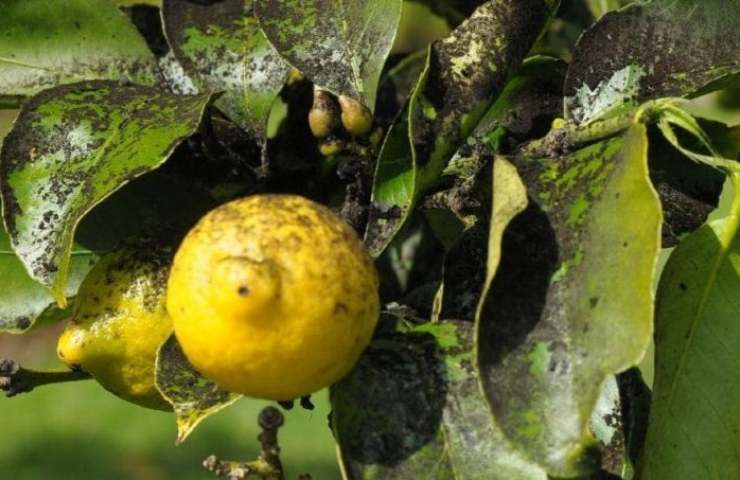 Rimedi pianta limone malata
